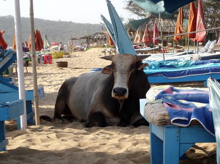 cow-baga-beach-goa-india-by-skinnyde-flickr2